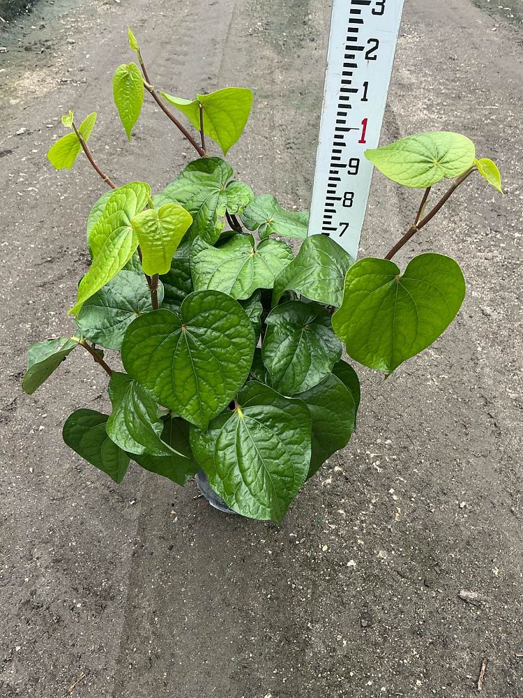 piper-betle-betel-vine-betel-pepper