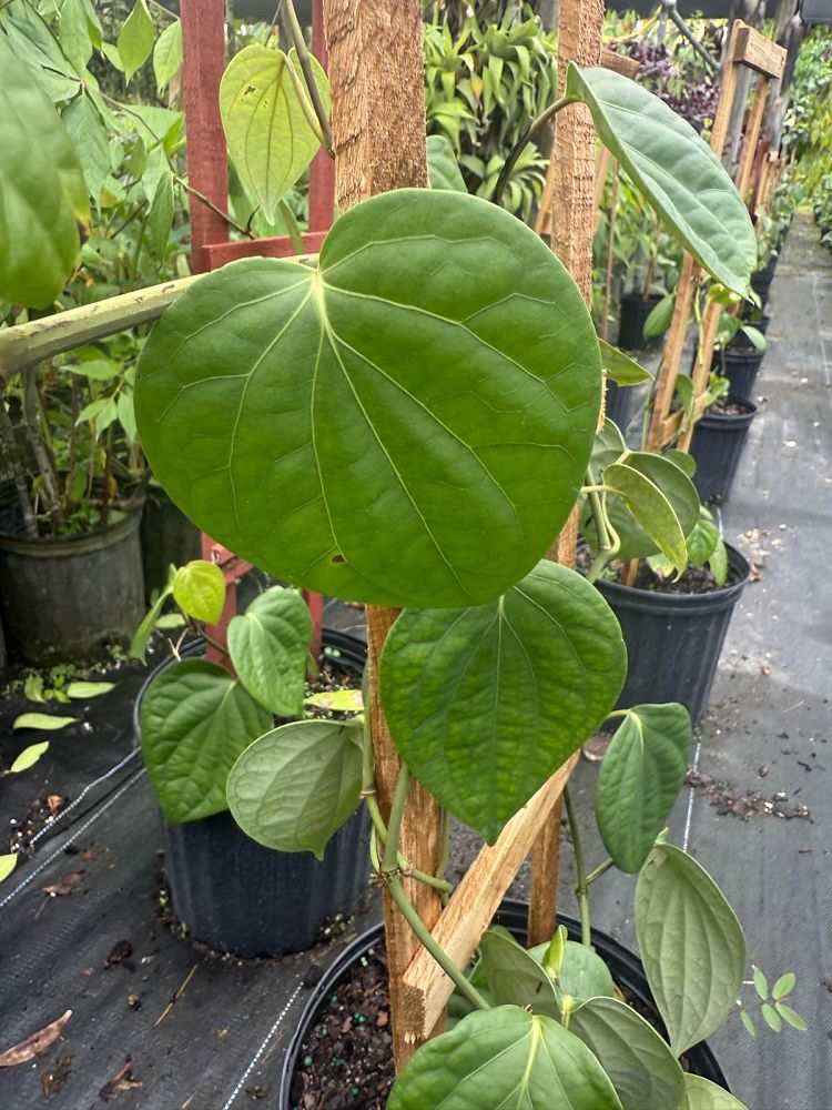 piper-nigrum-black-pepper-vine