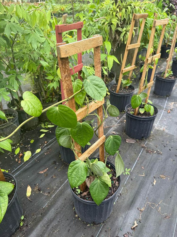 piper-nigrum-black-pepper-vine
