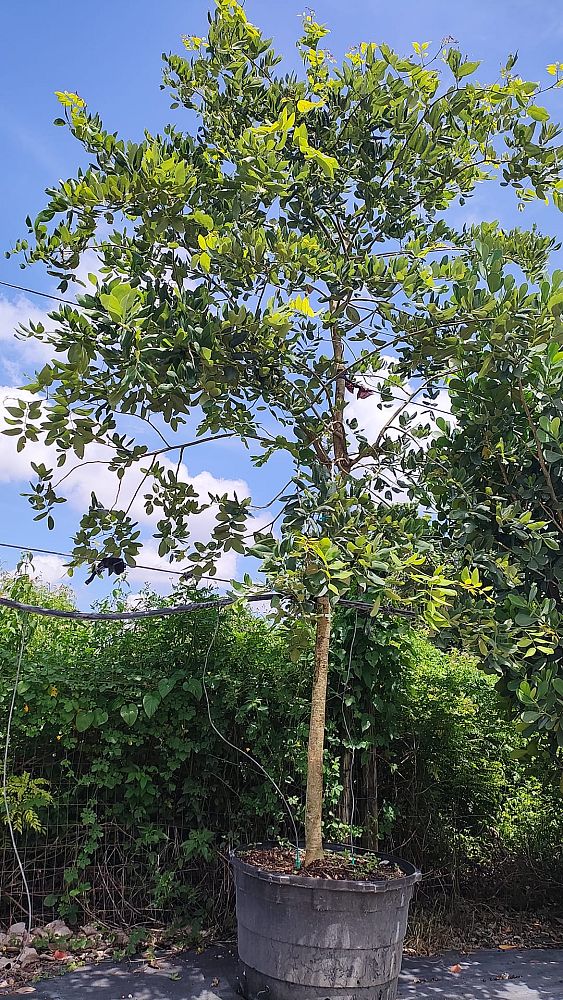 piscidia-erythrina-fish-fuddle-tree-fish-poison-tree-jamaican-dogwood