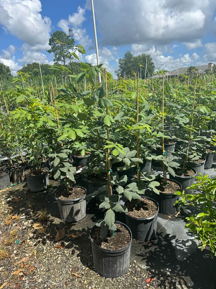 piscidia-erythrina-fish-fuddle-tree-fish-poison-tree-jamaican-dogwood