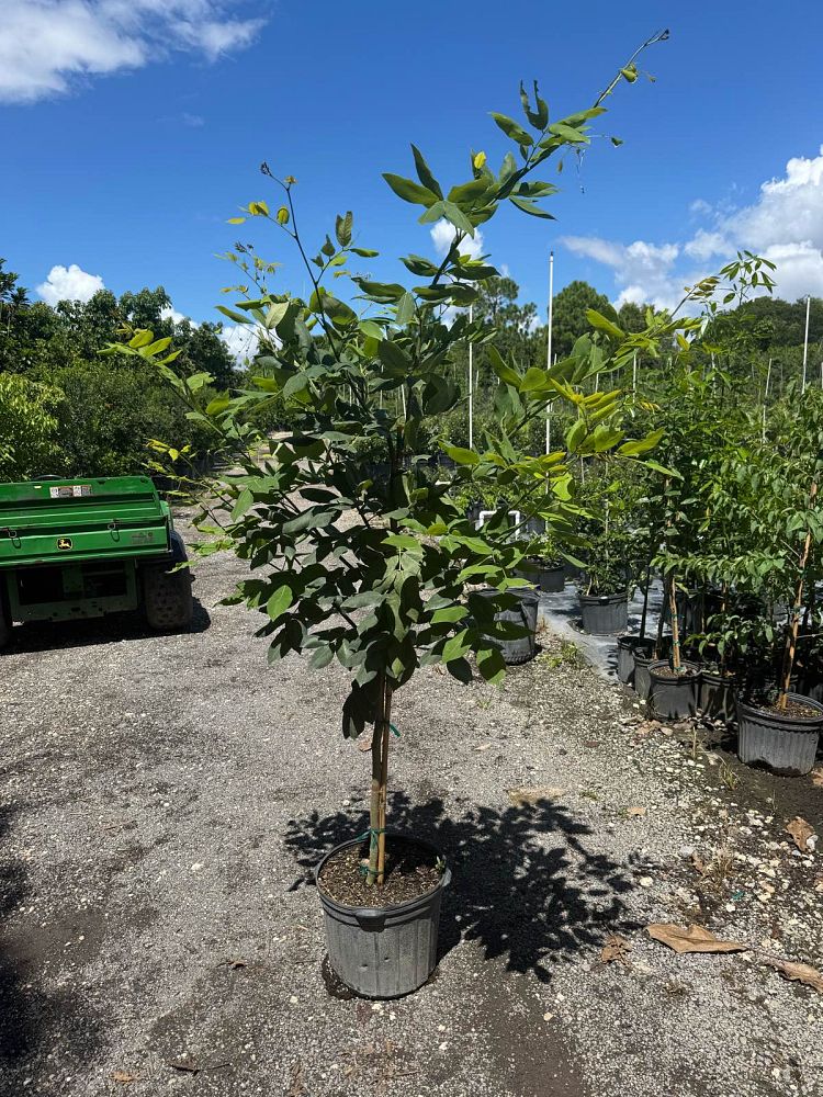 piscidia-erythrina-fish-fuddle-tree-fish-poison-tree-jamaican-dogwood