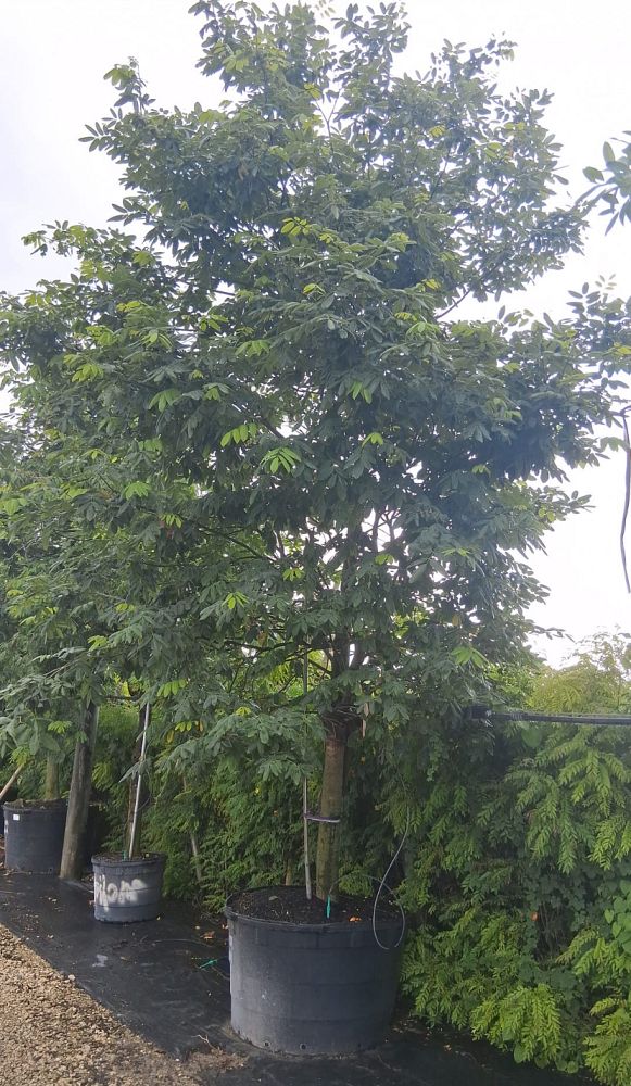 piscidia-erythrina-fish-fuddle-tree-fish-poison-tree-jamaican-dogwood