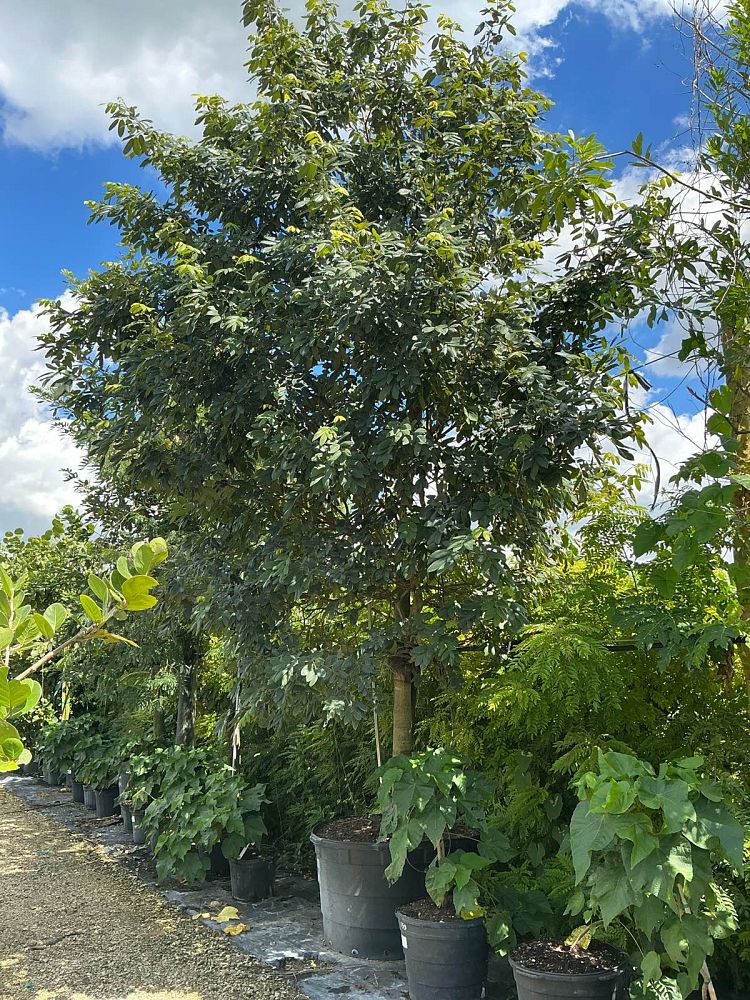 piscidia-erythrina-fish-fuddle-tree-fish-poison-tree-jamaican-dogwood