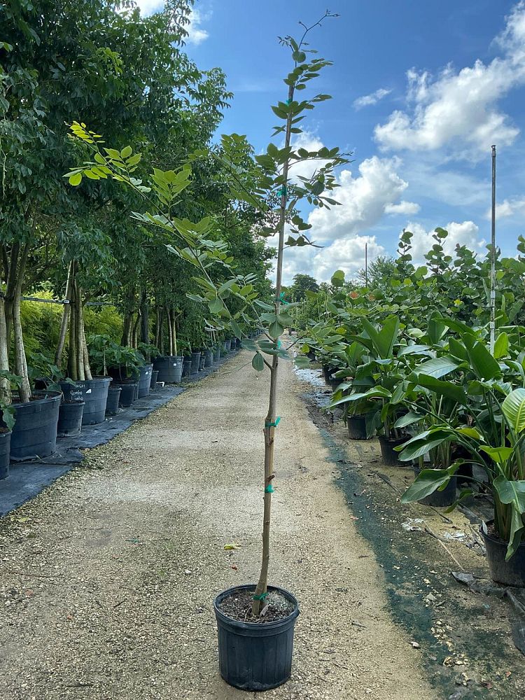 piscidia-erythrina-fish-fuddle-tree-fish-poison-tree-jamaican-dogwood