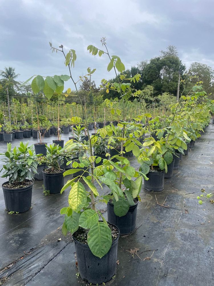 piscidia-piscipula-jamaica-dogwood