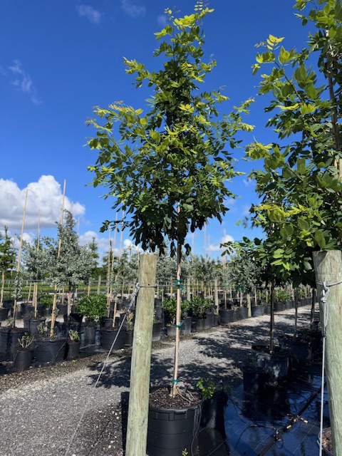 piscidia-piscipula-jamaica-dogwood