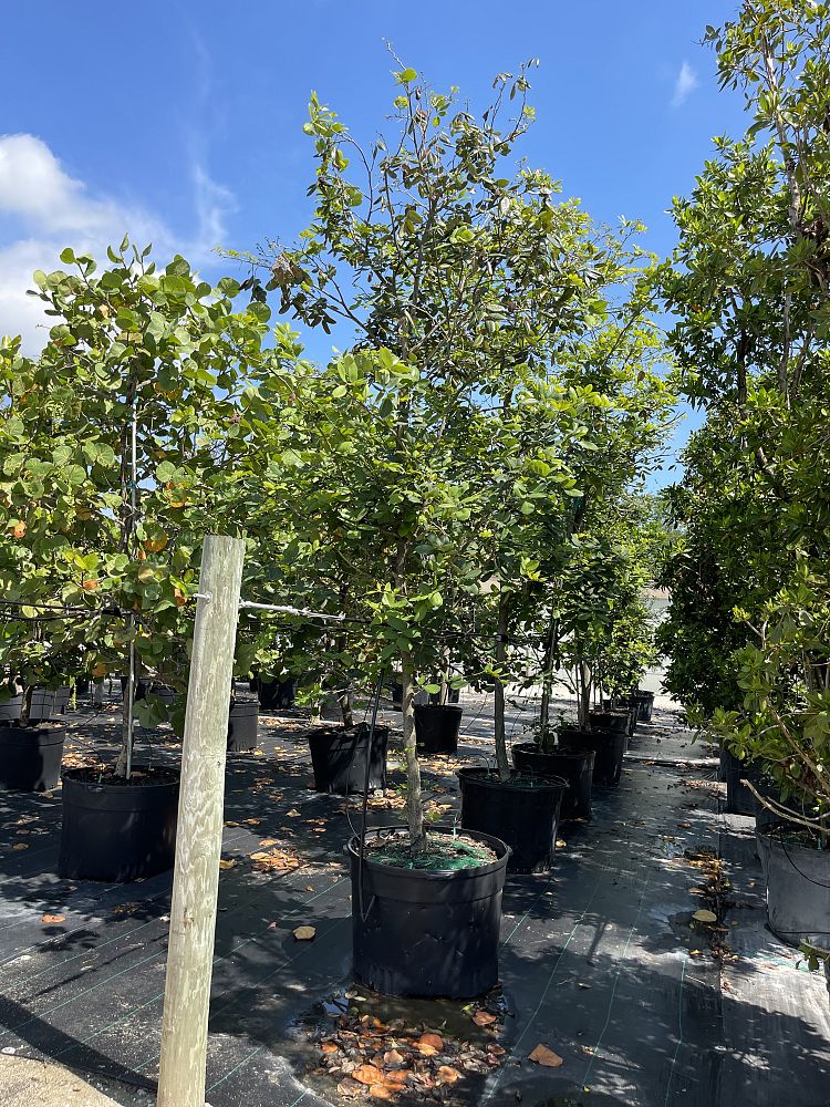 piscidia-piscipula-jamaica-dogwood