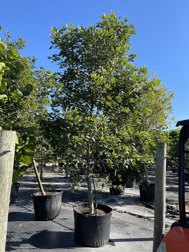 piscidia-piscipula-jamaica-dogwood