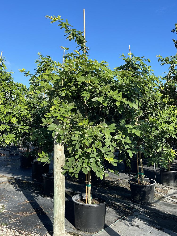 piscidia-piscipula-jamaica-dogwood