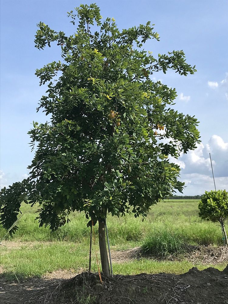 piscidia-piscipula-jamaica-dogwood
