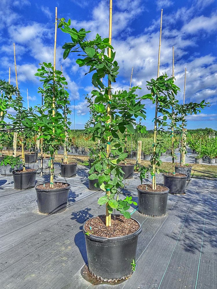 piscidia-piscipula-jamaica-dogwood