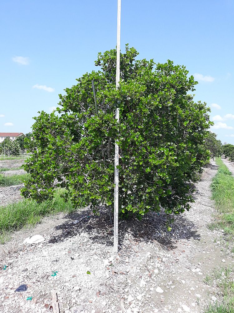 pisonia-rotundata