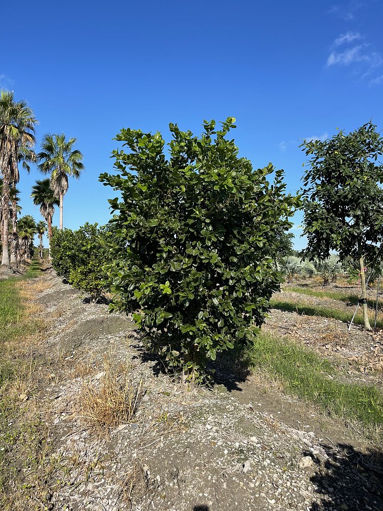 pisonia-rotundata