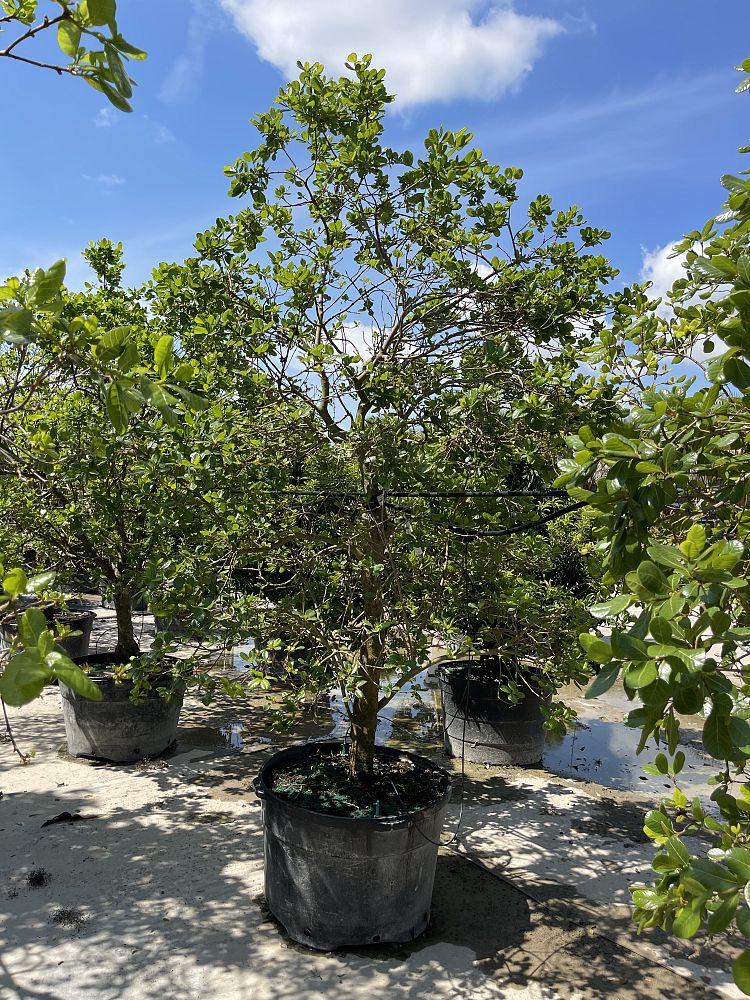 pisonia-rotundata