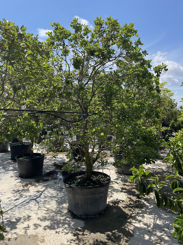 pisonia-rotundata