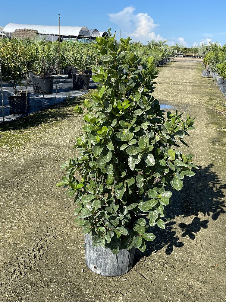 pisonia-rotundata