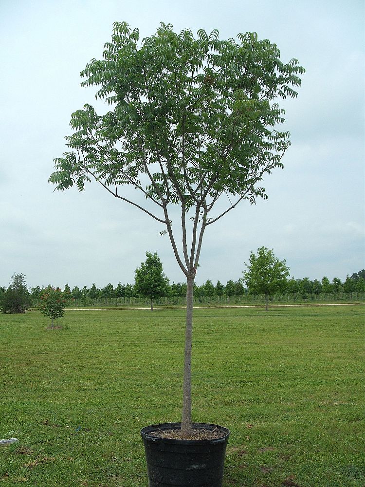 Image Gallery - Flory Tree Farm