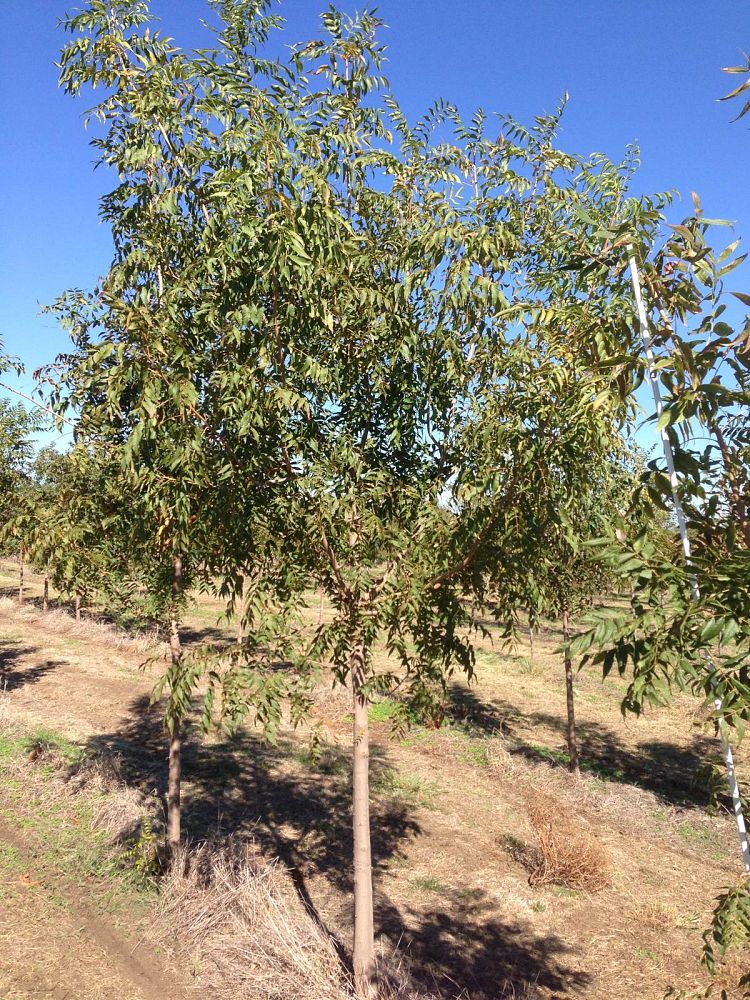 pistacia-chinensis-chinese-pistache