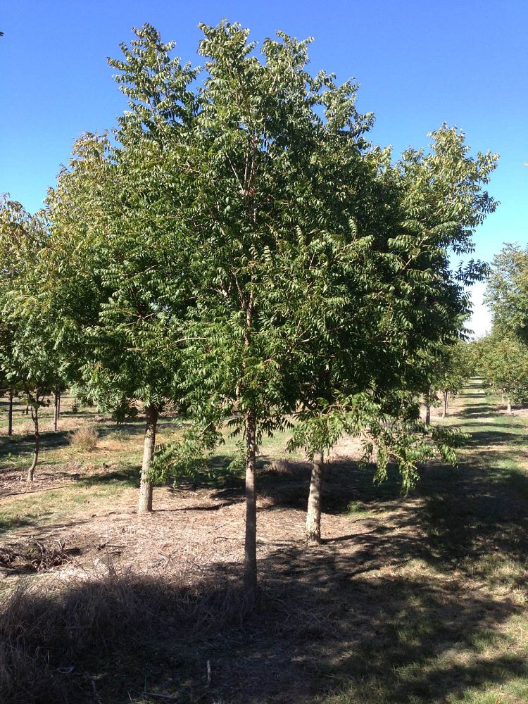 pistacia-chinensis-chinese-pistache