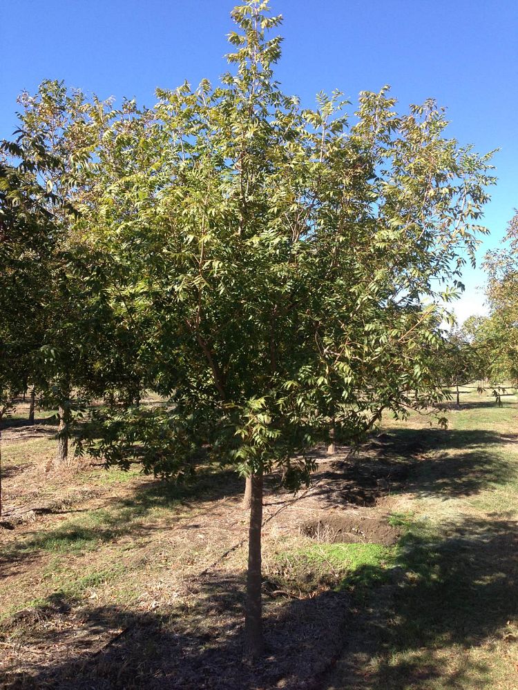 pistacia-chinensis-chinese-pistache