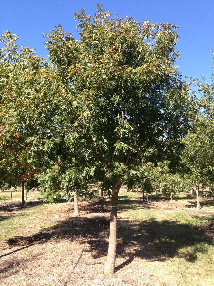 pistacia-chinensis-chinese-pistache