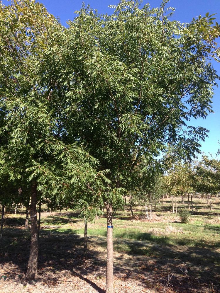 pistacia-chinensis-chinese-pistache