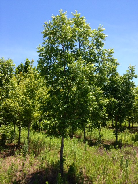 pistacia-chinensis-chinese-pistache