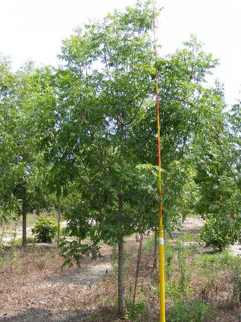 pistacia-chinensis-chinese-pistache