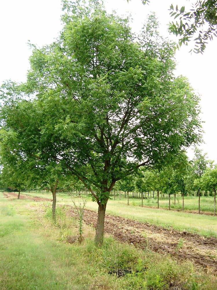 pistacia-chinensis-chinese-pistache