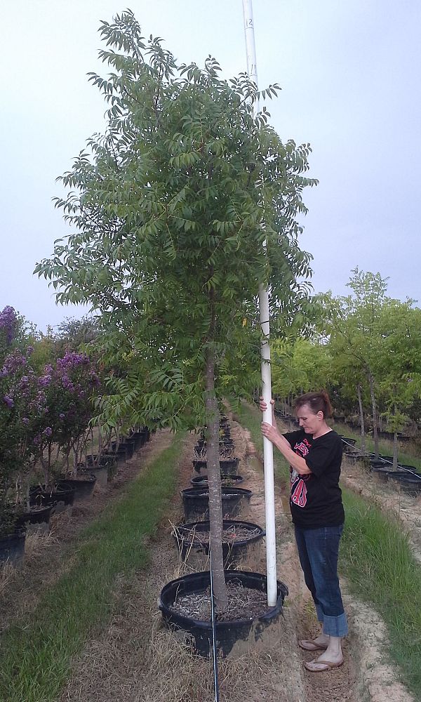 pistacia-chinensis-chinese-pistache