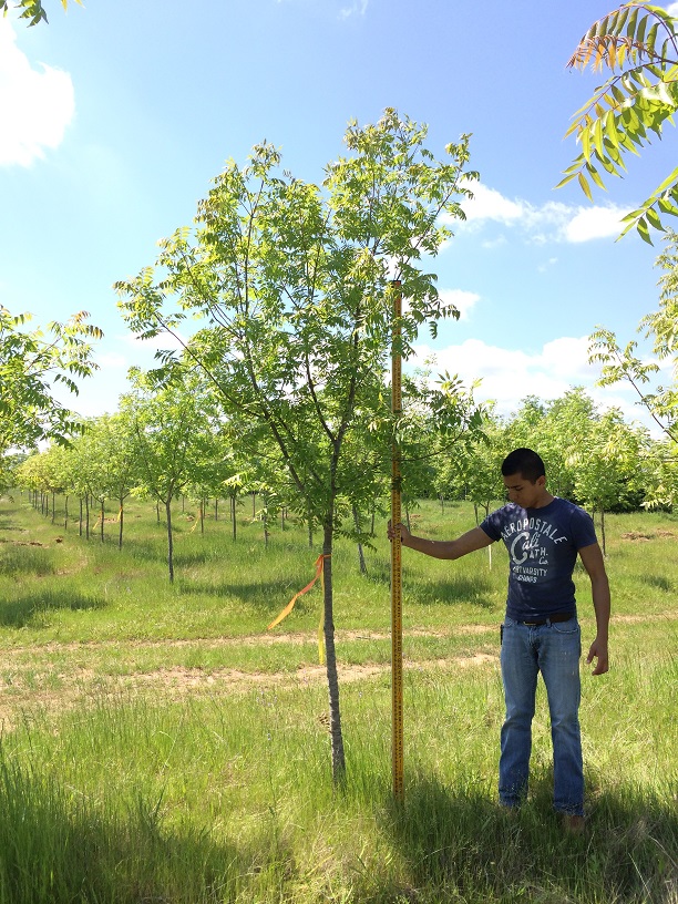pistacia-chinensis-chinese-pistache