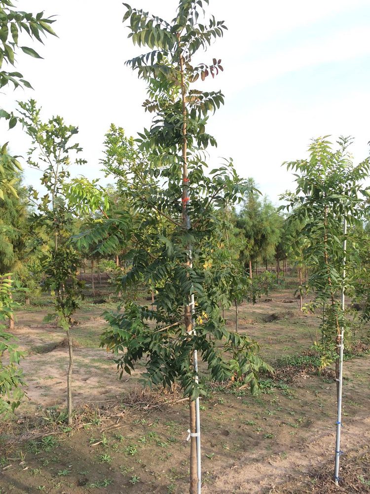 pistacia-chinensis-chinese-pistache