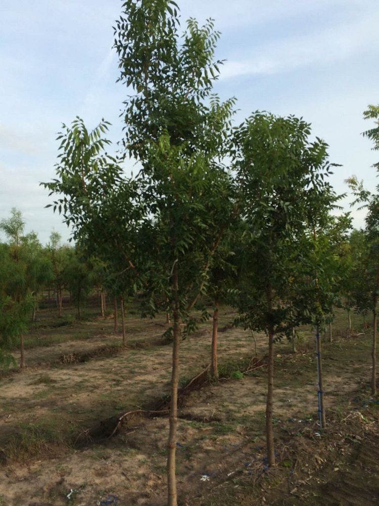pistacia-chinensis-chinese-pistache