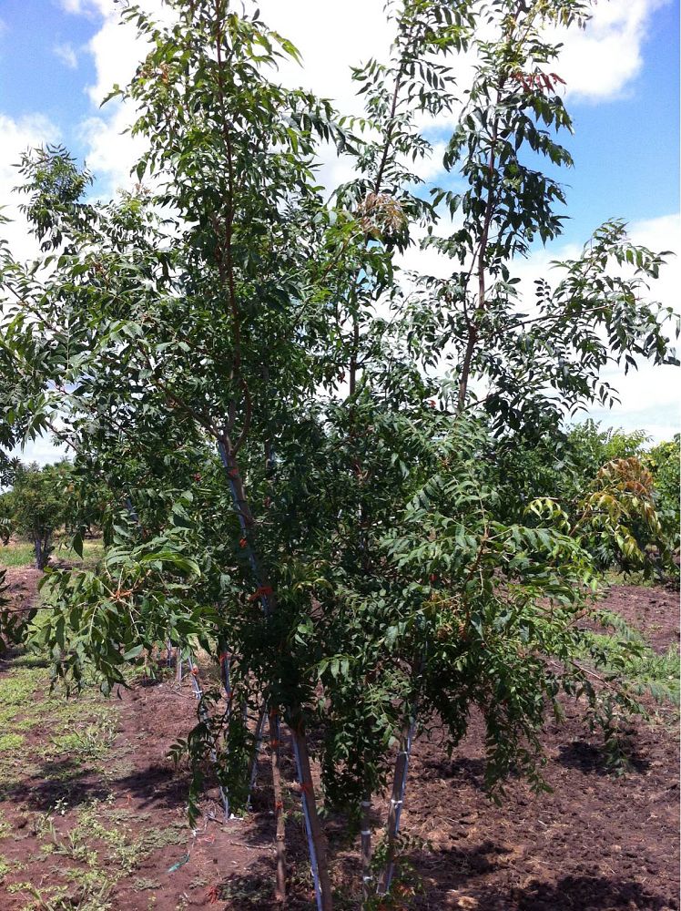 pistacia-chinensis-chinese-pistache
