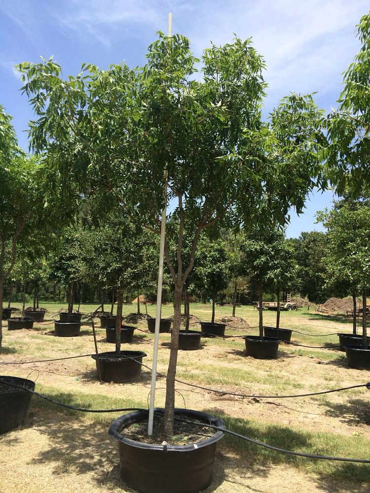 pistacia-chinensis-chinese-pistache