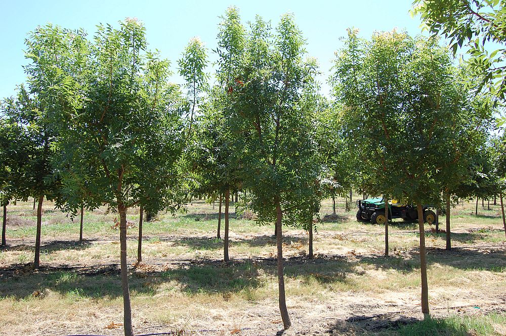 pistacia-chinensis-chinese-pistache