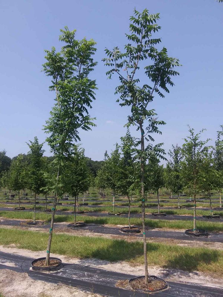 pistacia-chinensis-chinese-pistache