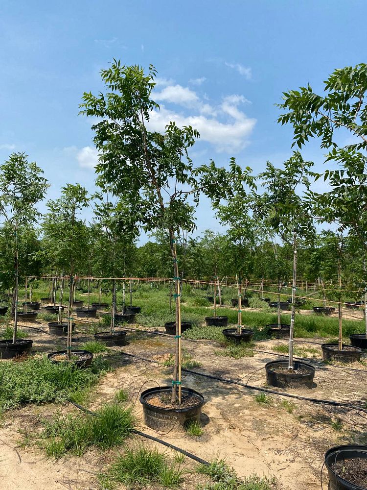 pistacia-chinensis-chinese-pistache