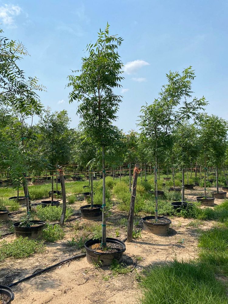 pistacia-chinensis-chinese-pistache