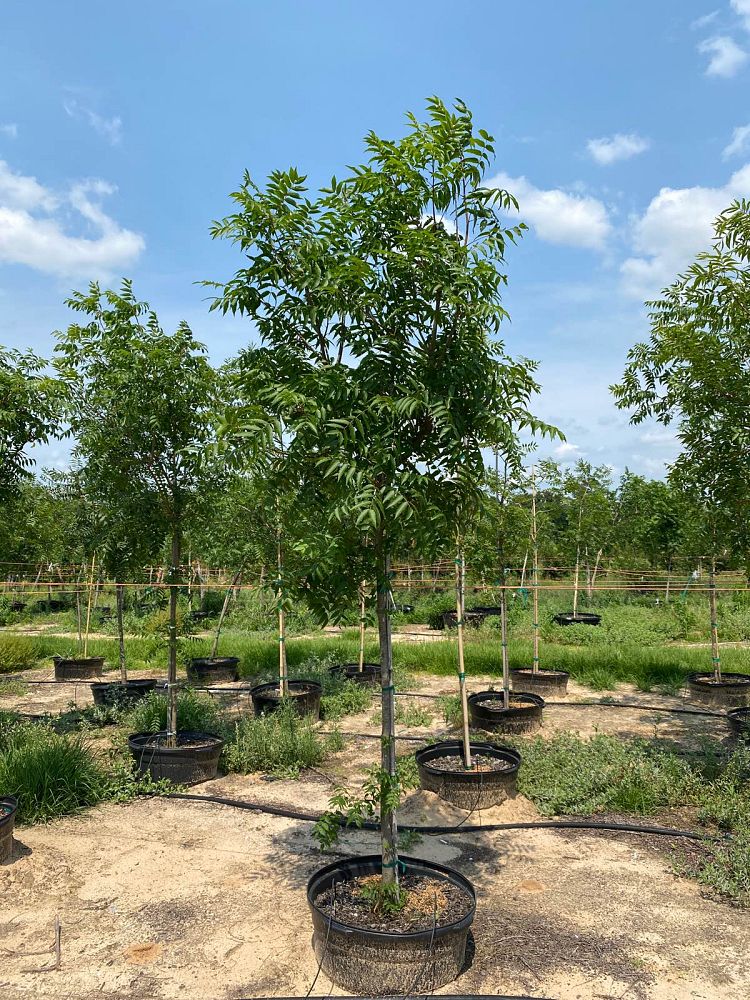 pistacia-chinensis-chinese-pistache