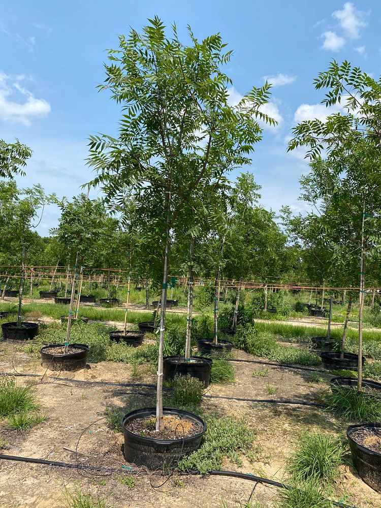 pistacia-chinensis-chinese-pistache