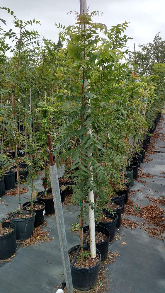 pistacia-chinensis-chinese-pistache