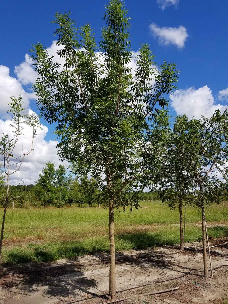 pistacia-chinensis-chinese-pistache