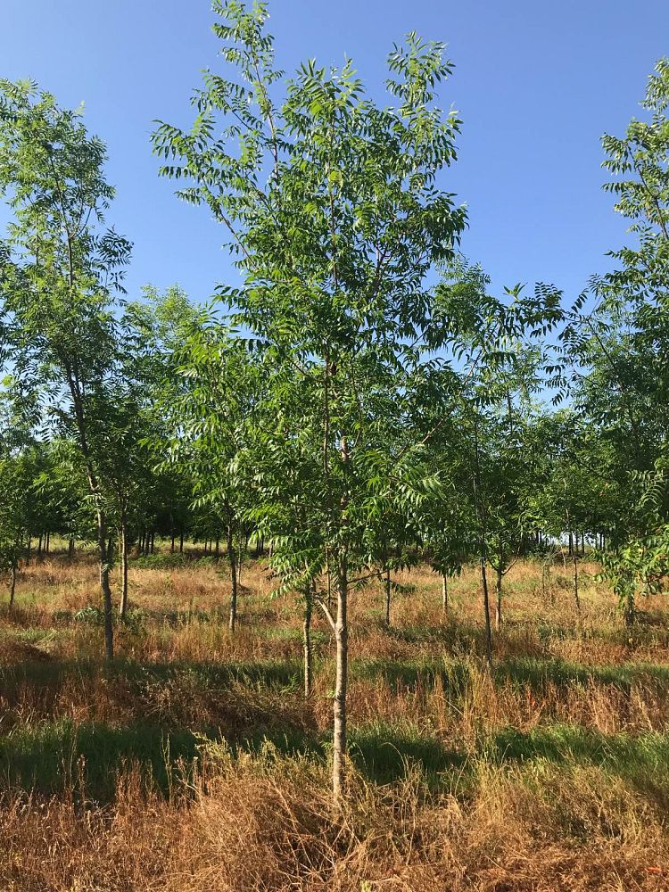 pistacia-chinensis-chinese-pistache