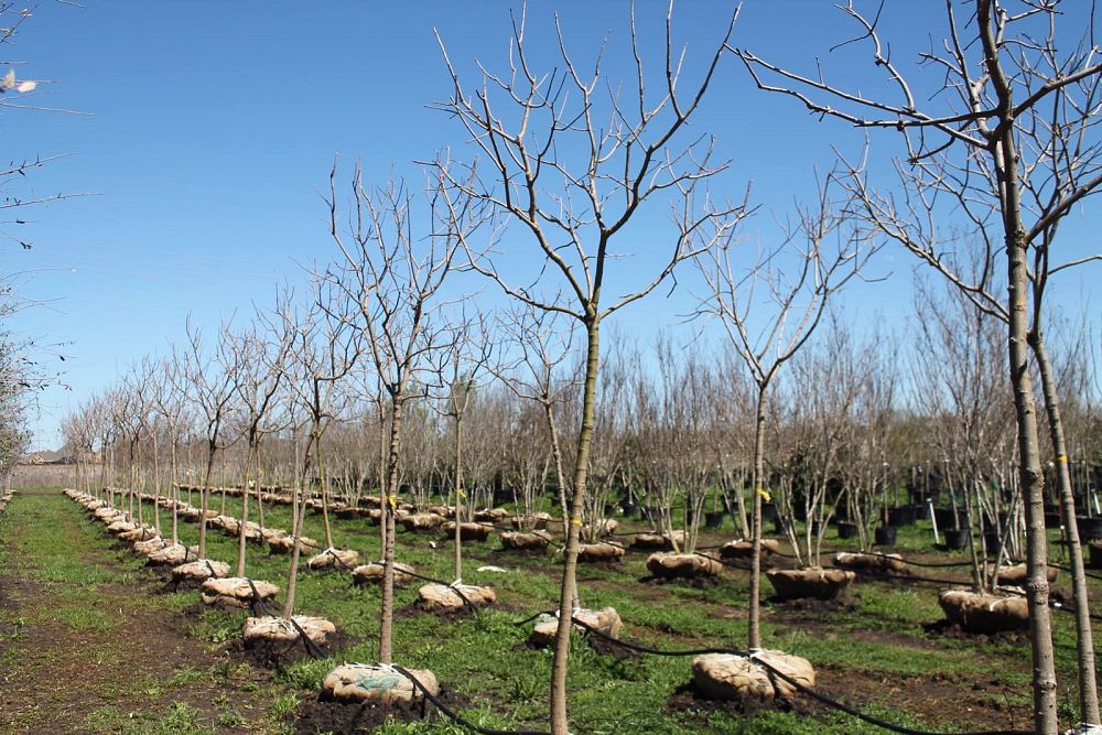 pistacia-chinensis-chinese-pistache