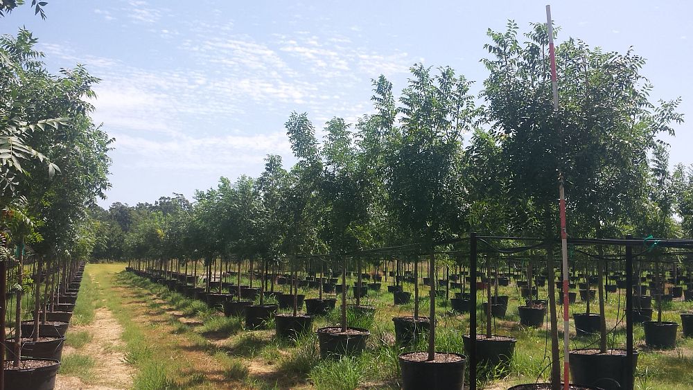 pistacia-chinensis-chinese-pistache