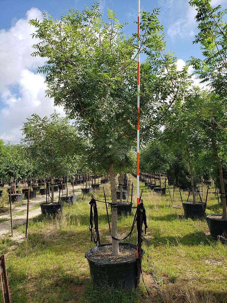 pistacia-chinensis-chinese-pistache