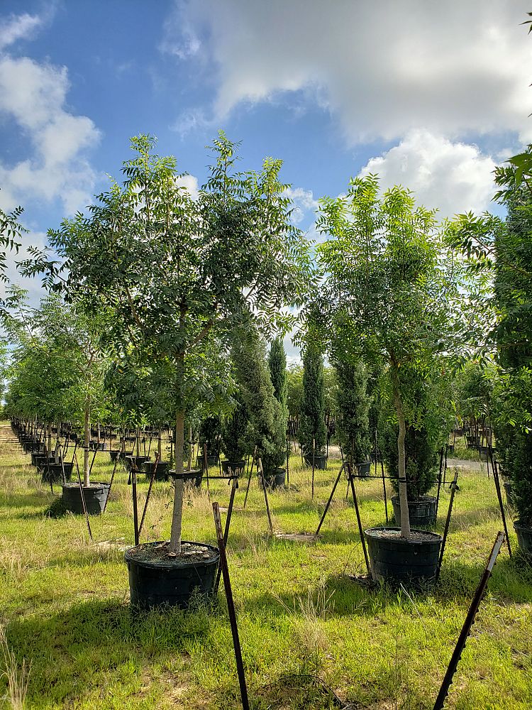 pistacia-chinensis-chinese-pistache
