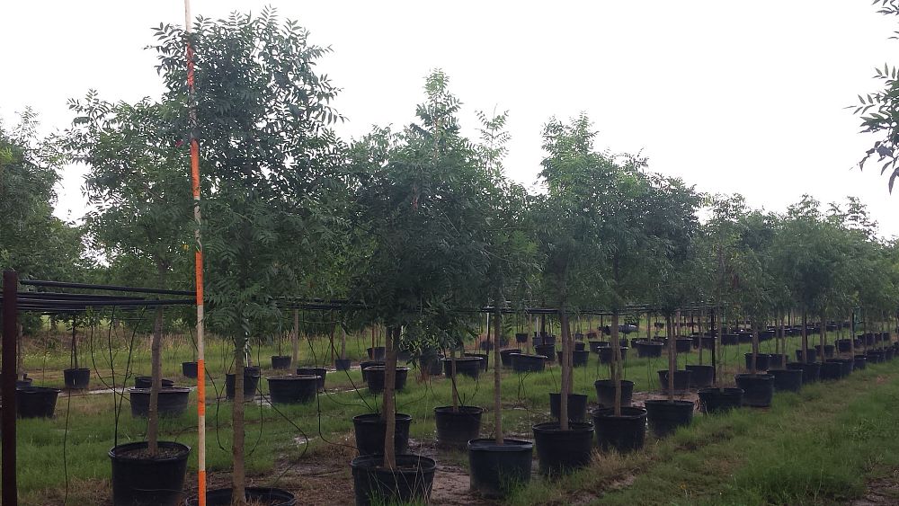 pistacia-chinensis-chinese-pistache